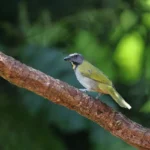 Costa Rica Travel FAQs